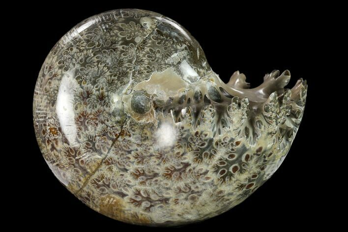 Polished, Agatized Ammonite (Phylloceras?) - Madagascar #132140